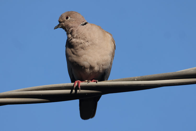 Streptopelia decaocto: Bild 7