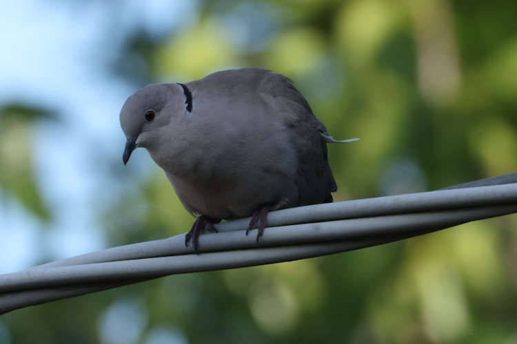 Streptopelia decaocto: Bild 8