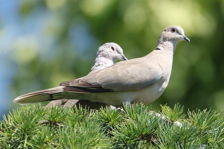Streptopelia decaocto: Bild 9