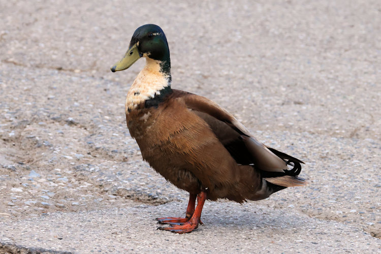 Anas platyrhynchos domesticus: Bild 4