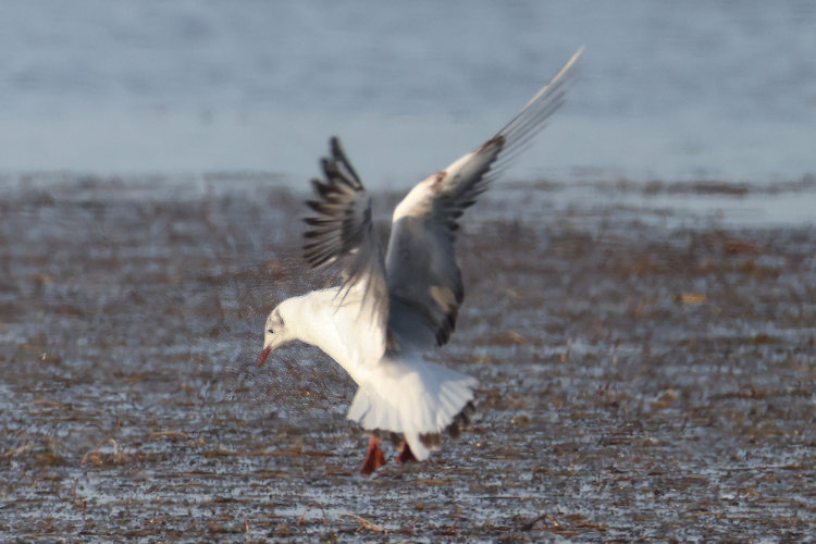 Chroicocephalus ridibundus: Bild 14