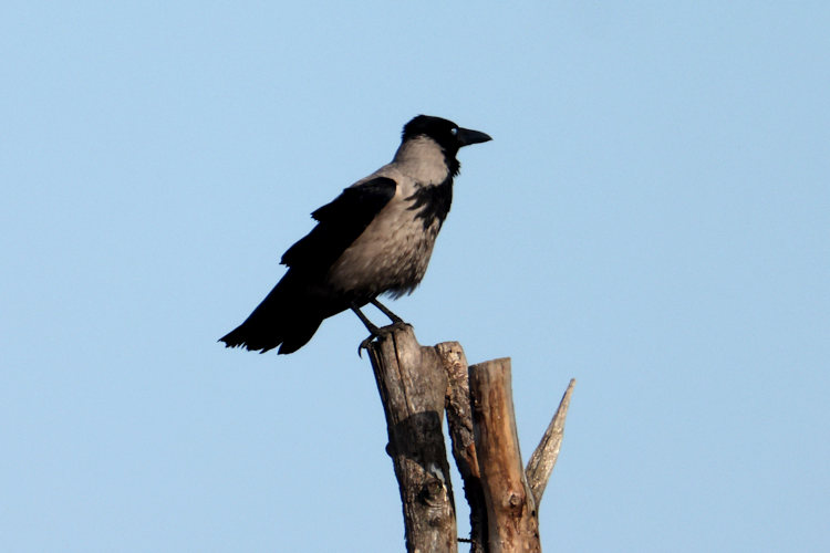 Corvus cornix: Bild 5