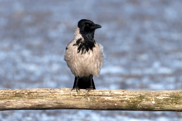Corvus cornix: Bild 6