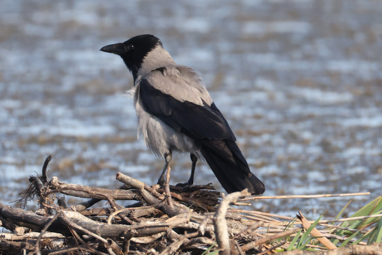 Corvus cornix: Bild 7