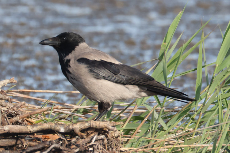Corvus cornix: Bild 8
