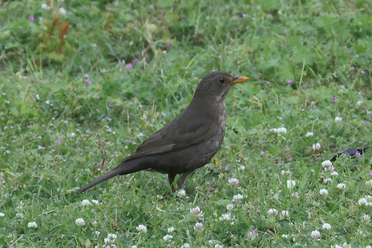 Turdus merula: Bild 5