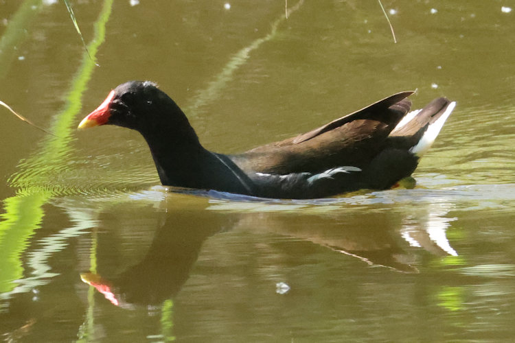 Gallinula chloropus: Bild 6