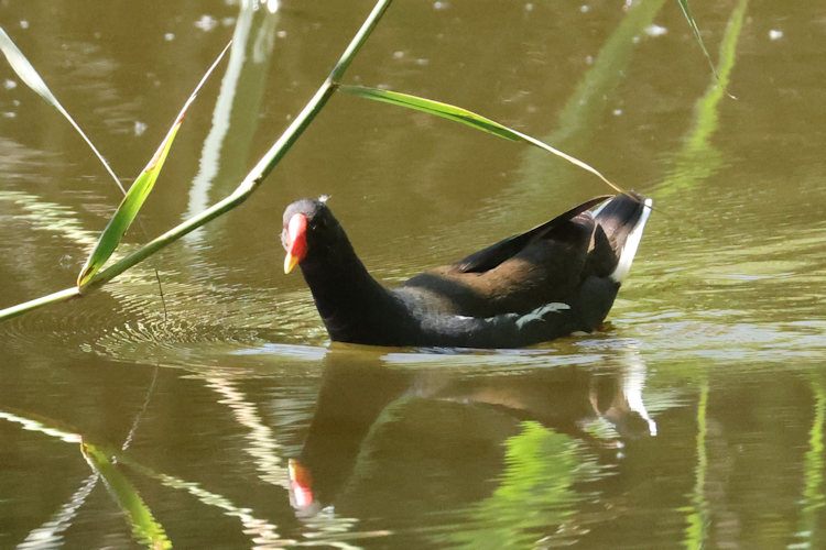 Gallinula chloropus: Bild 7