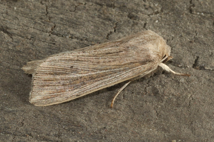 Mythimna riparia: Bild 1