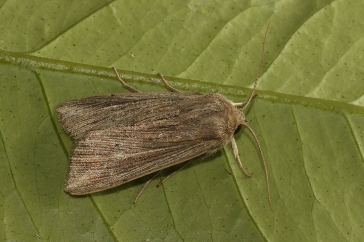 Mythimna riparia: Bild 2