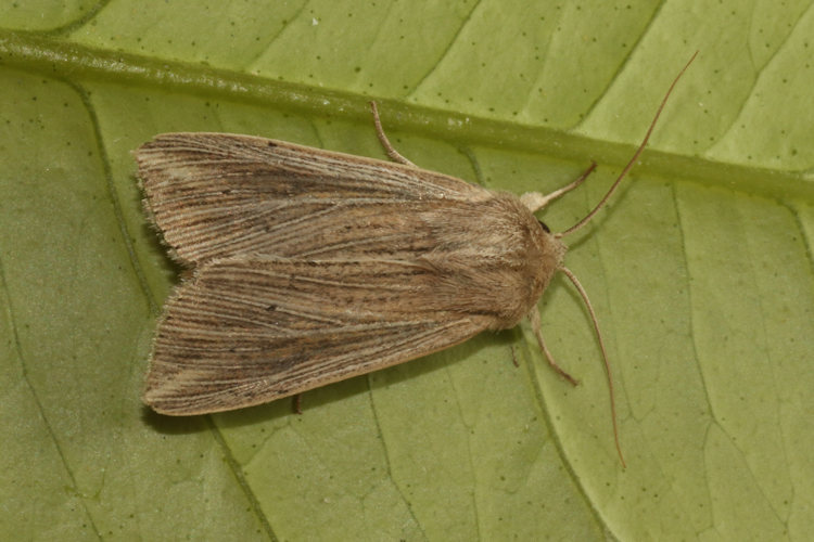 Mythimna riparia: Bild 3