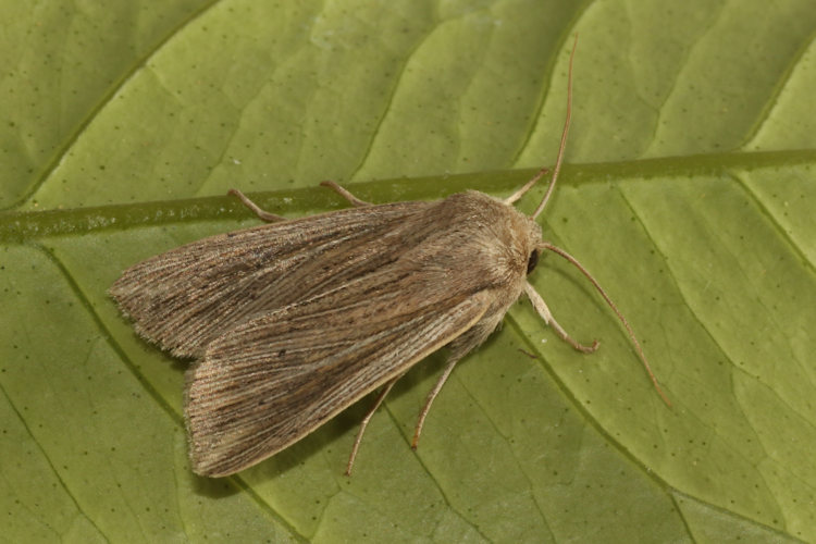Mythimna riparia: Bild 4