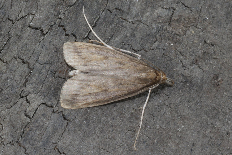 Calamotropha paludella: Bild 1