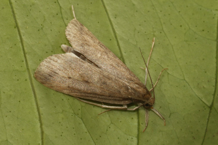 Calamotropha paludella: Bild 2