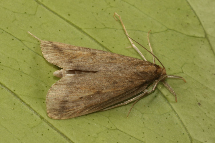 Calamotropha paludella: Bild 3