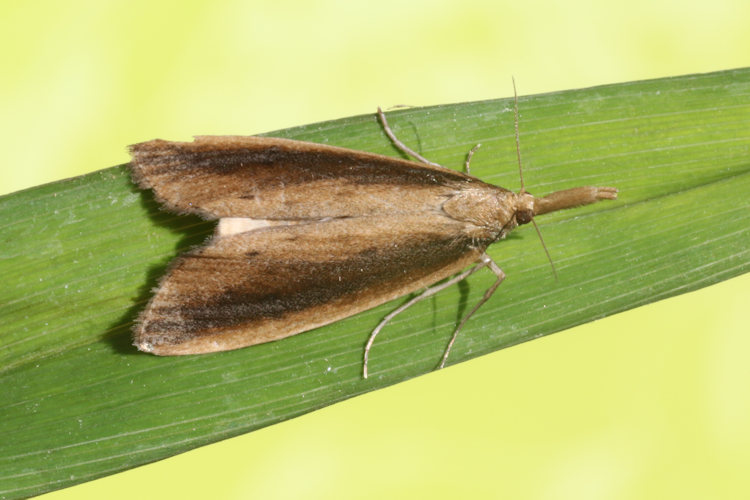 Donacaula mucronella: Bild 1