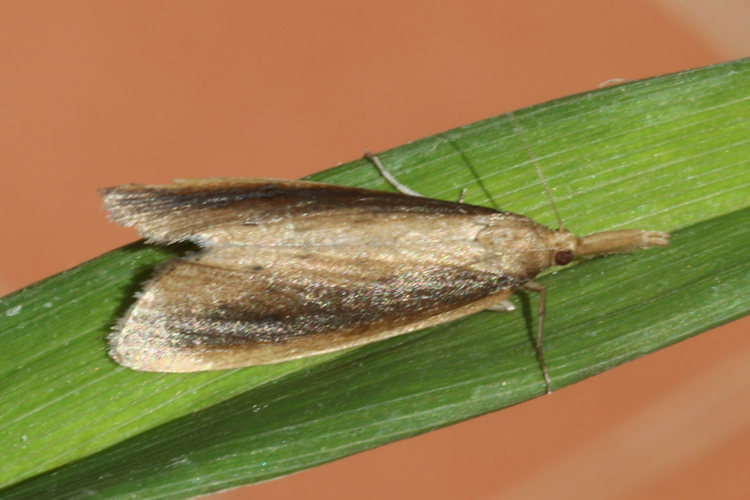 Donacaula mucronella: Bild 2