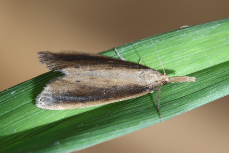 Donacaula mucronella: Bild 3