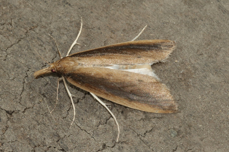 Donacaula mucronella: Bild 4