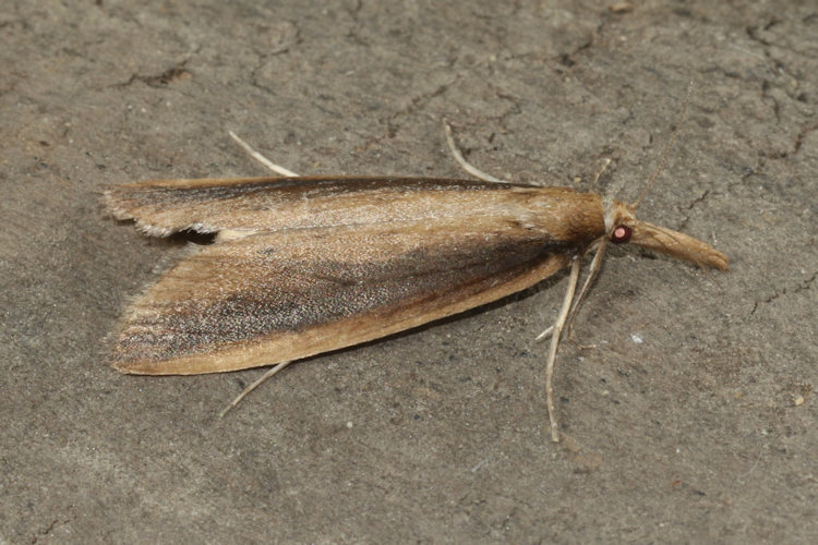 Donacaula mucronella: Bild 5