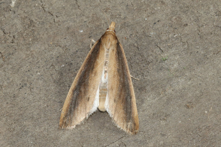 Donacaula mucronella: Bild 6