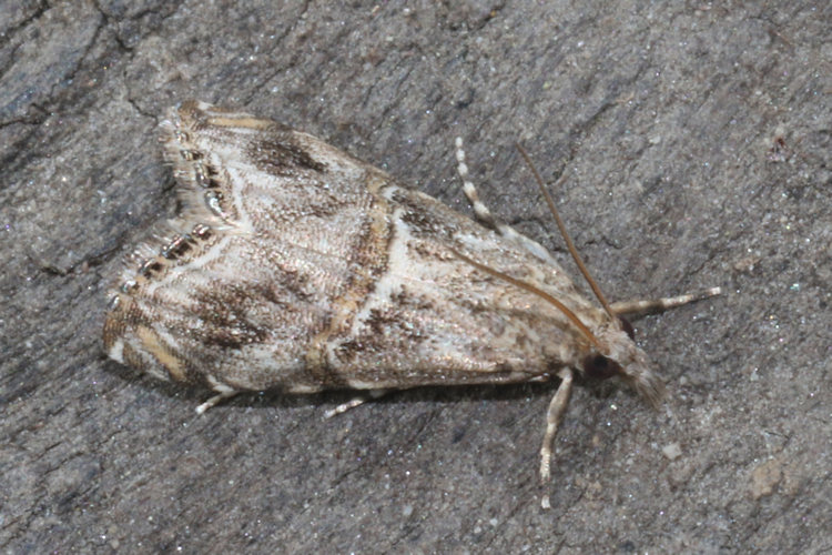 Euchromius cambridgei: Bild 1