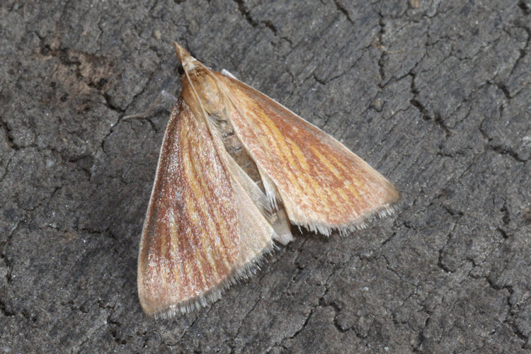 Nascia cilialis: Bild 1