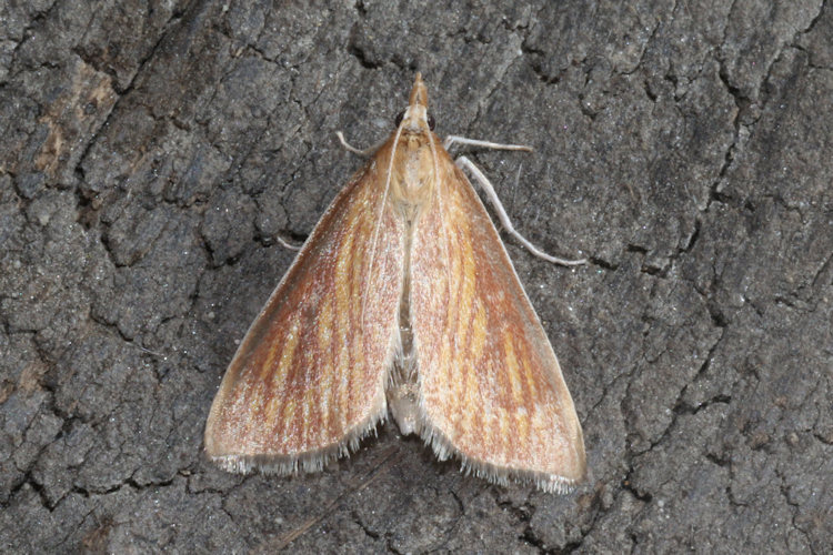 Nascia cilialis: Bild 2