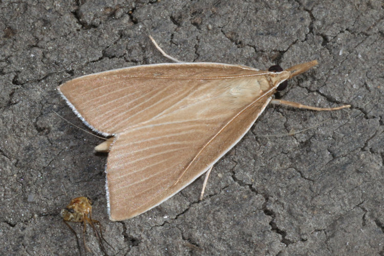 Sclerocona acutellus: Bild 1