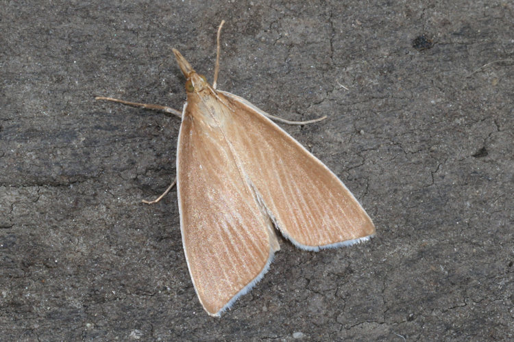 Sclerocona acutellus: Bild 2