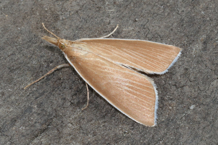 Sclerocona acutellus: Bild 3