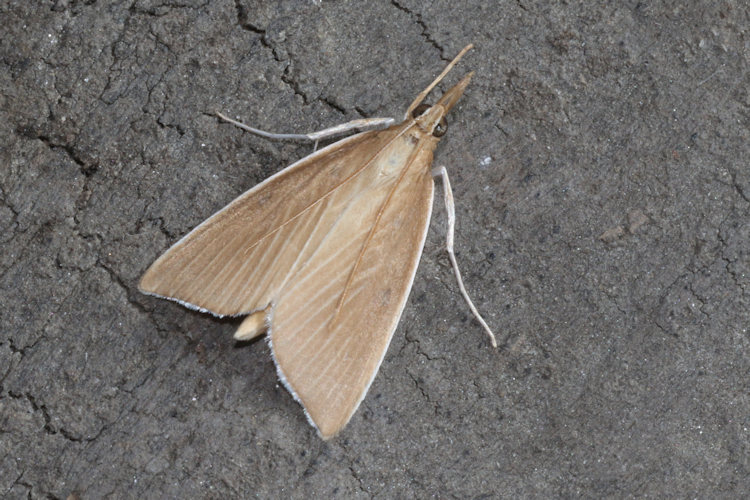 Sclerocona acutellus: Bild 4