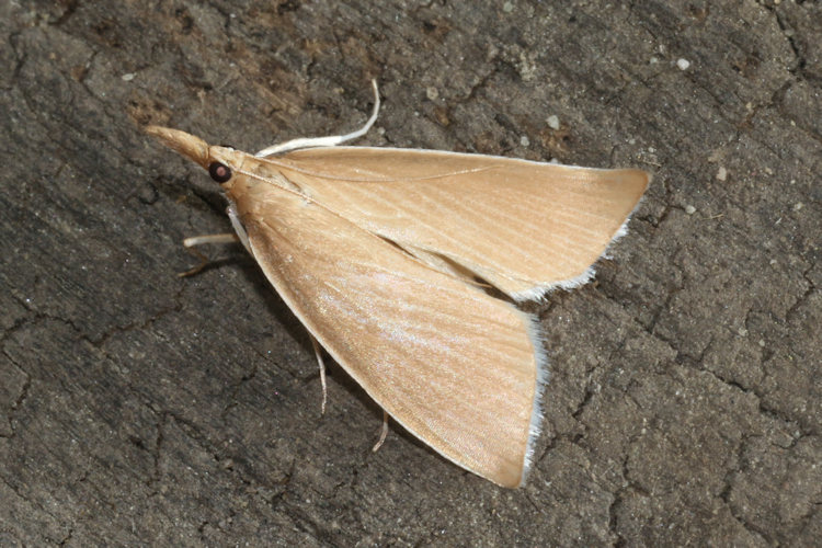 Sclerocona acutellus: Bild 5