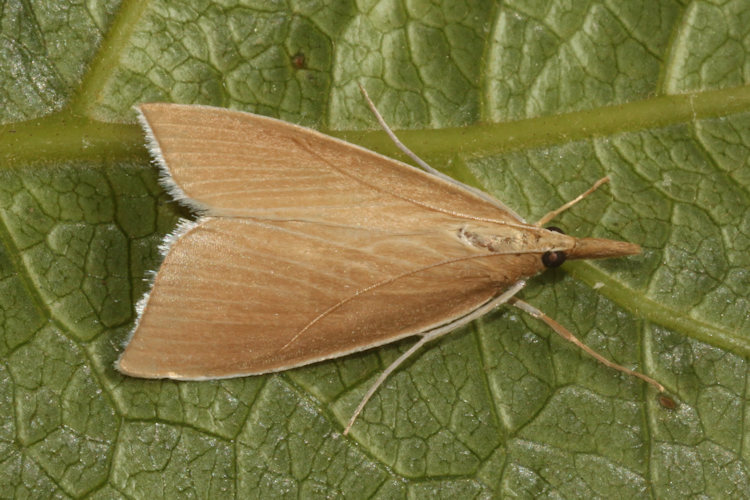 Sclerocona acutellus: Bild 6