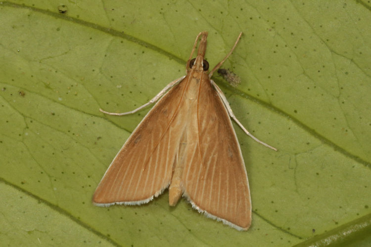 Sclerocona acutellus: Bild 7