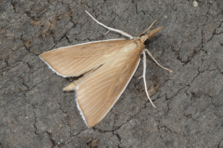 Sclerocona acutellus: Bild 8