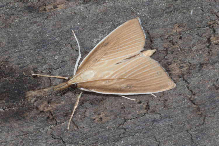 Sclerocona acutellus: Bild 9