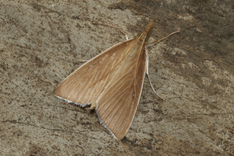 Sclerocona acutellus: Bild 10