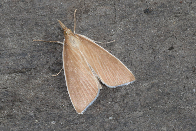 Sclerocona acutellus: Bild 11