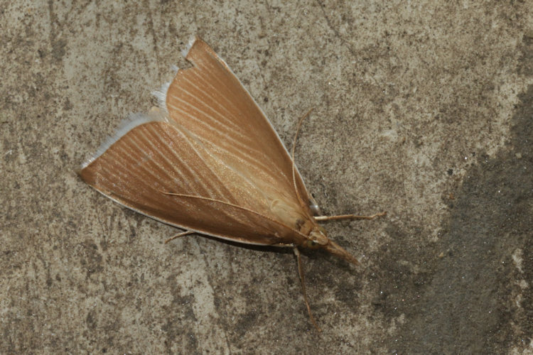 Sclerocona acutellus: Bild 12