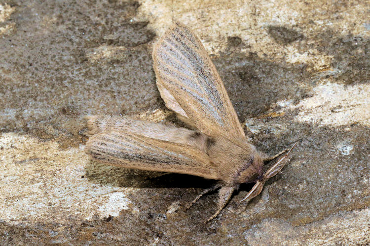 Phragmataecia castaneae: Bild 4