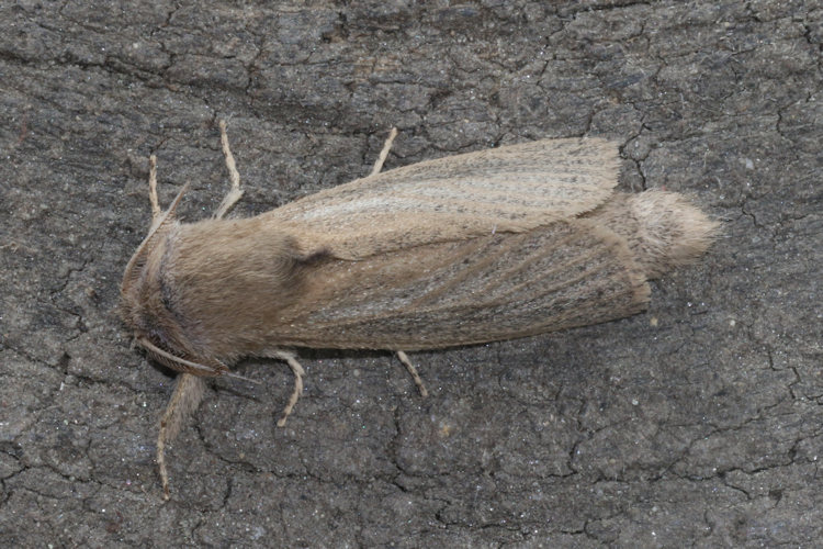 Phragmataecia castaneae: Bild 5