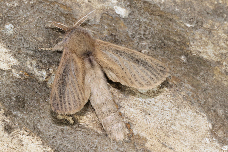 Phragmataecia castaneae: Bild 6