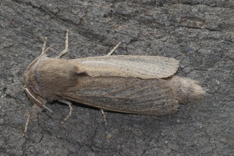 Phragmataecia castaneae: Bild 7