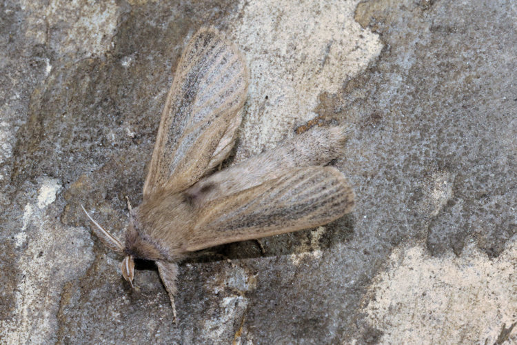 Phragmataecia castaneae: Bild 8