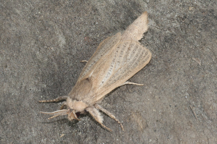 Phragmataecia castaneae: Bild 9