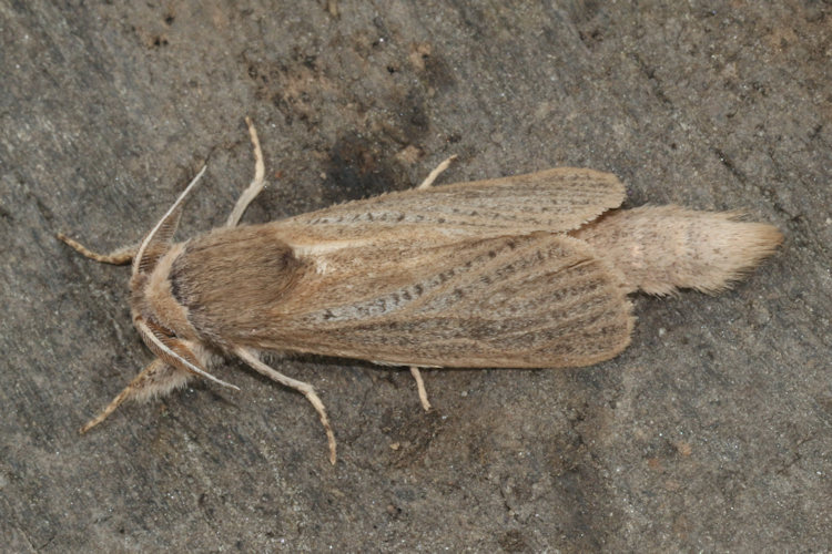 Phragmataecia castaneae: Bild 10
