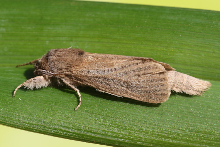Phragmataecia castaneae: Bild 11