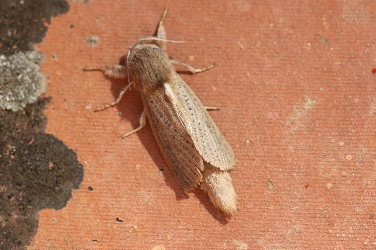 Phragmataecia castaneae: Bild 13