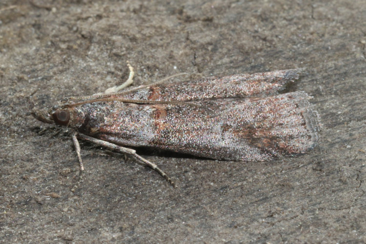 Acrobasis obliqua: Bild 2